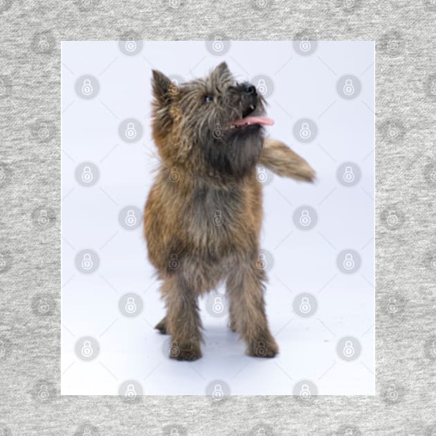 Cairn Terrier 2 by Avalinart